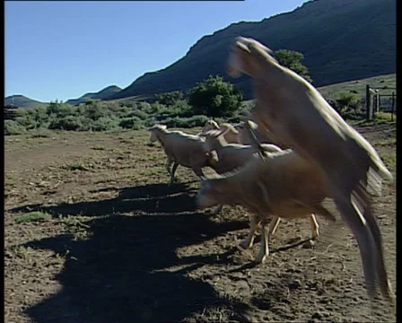 Jumping sheep Stock Footage 11216531