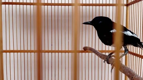 Jumping small bird in its cage Stock Footage 146255062