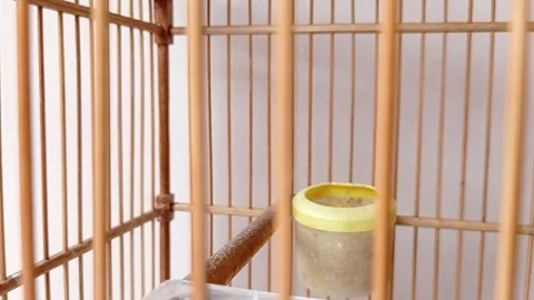 A jumping small blackbird in a cage Stock Footage 146254895