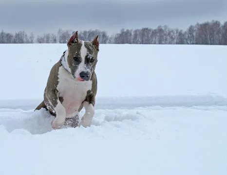 Jumping in the snow Stock Photos