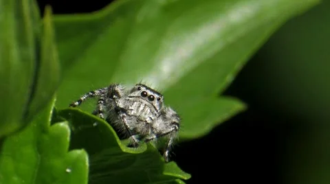 Jumping Spider 1 Stock Footage 8550071