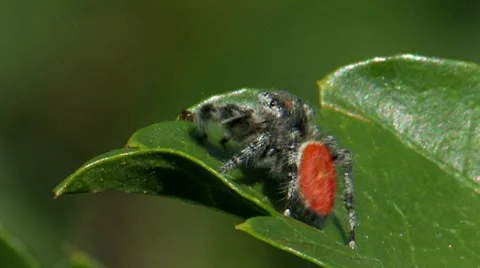 Jumping Spider 2 Stock Footage 8550053