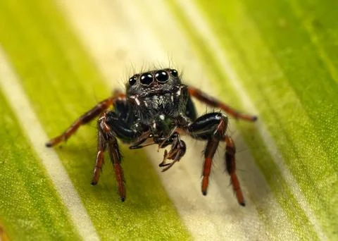 Jumping spider and ant 写真素材
