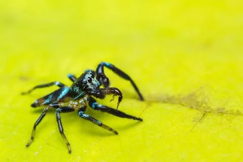 Jumping spider and prey Stock Photos