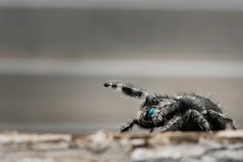 Jumping Spider in attack position Stock Photos