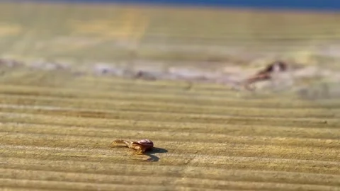 Jumping spider in attack position on wood in Mir Belarus. 스톡 동영상 315281572