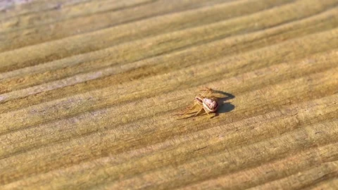 Jumping spider in attack position on wood in Mir Belarus. Stock Footage 315282044