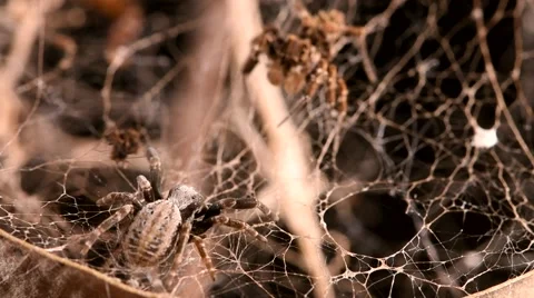 Jumping spider attacking other spider Stock Footage 64827720