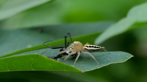 Jumping spider biting prey on leaves. Stock Footage 83130469
