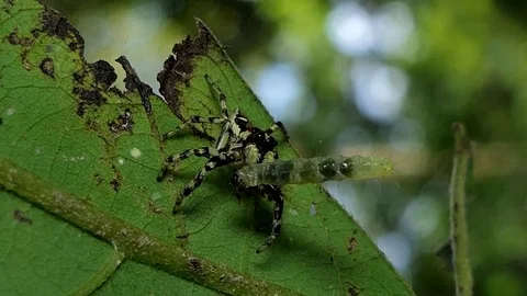 Jumping spider biting worm. Vídeos de archivo 83313021