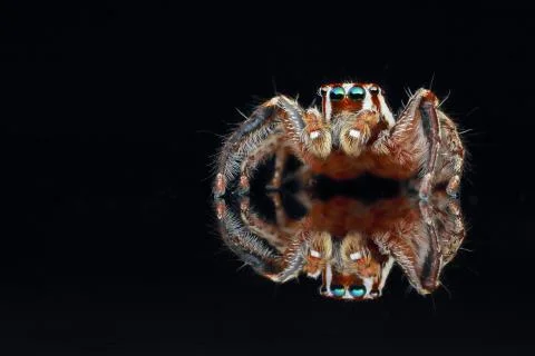 Jumping spider on black background Stock Photos