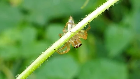 Jumping spider on branch. Video stock 74583730