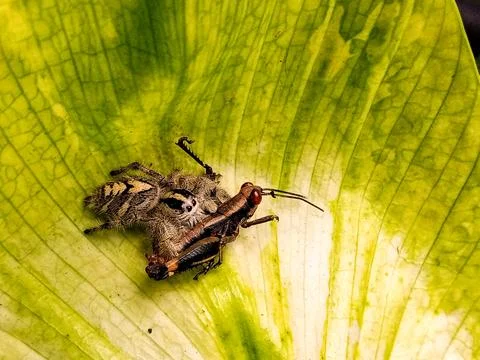 Jumping Spider Capturing Grasshopper Foto stock