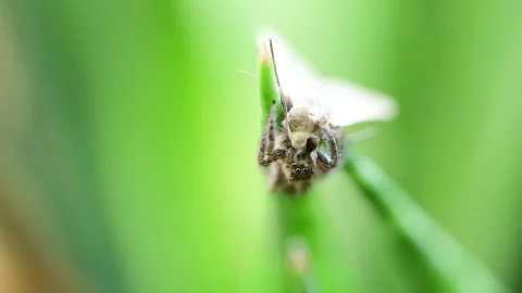 Jumping spider capturing moth prey on green leaf macro wildlife 스톡 동영상 334748357
