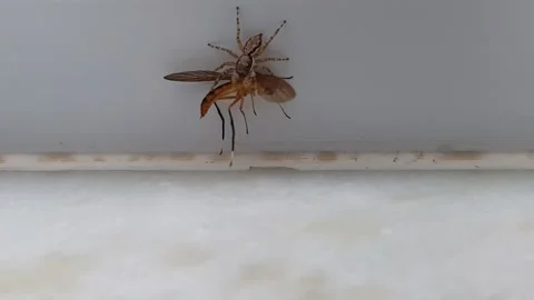 Jumping Spider Catches a Fly Stock Footage 153928476