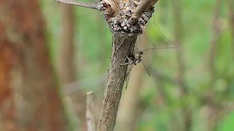 Jumping Spider catching Crane Fly. Video stock 78762830