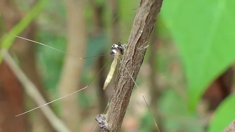 Jumping Spider catching Crane Fly. Stock Footage 78763332