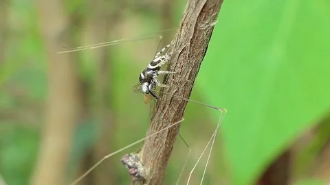 Jumping Spider catching Crane Fly. Stock Footage 78763760