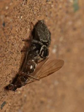 Jumping spider that caught an ant queen Stock Photos