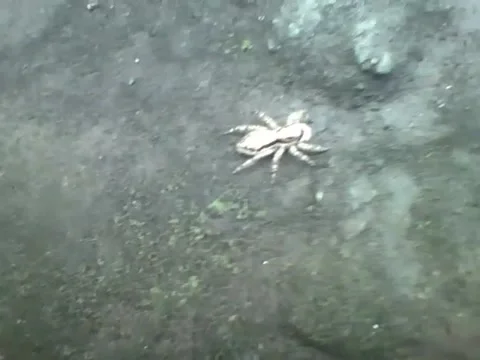 Jumping spider caught on cam next to flower and plants Stock Footage 158861667