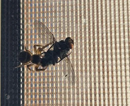 A jumping spider caught a fly on a textured glass surface. Stock Photos