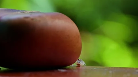 Jumping Spider Climbing onto a Chestnut. Stock Footage 312450547