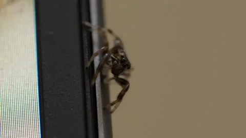 Jumping Spider Climbing Laptop Screen, Close-Up Macro View Stock Footage 312878641