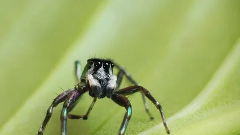 Jumping Spider Close-Up on Leaf – Macro Footage Video stock 311311637