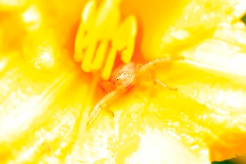 A jumping spider, close-up Stock Photos