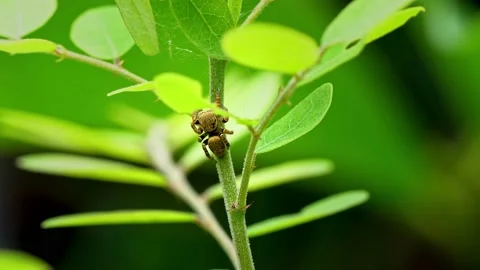 Jumping Spider Closeup Stock Footage 158130342