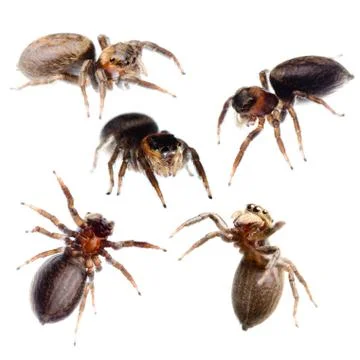 Jumping spider collection Stock Photos