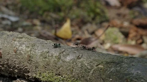 Jumping spider competing with ants for food. Stock-Footage 200047440