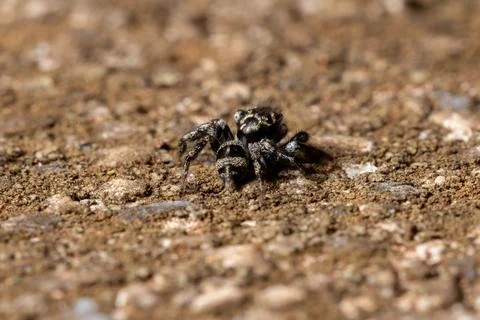 Jumping spider on a concrete surface Stock Photos