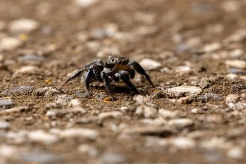 Jumping spider on a concrete surface Stock Photos