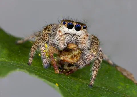 Jumping Spider consuming an Orb Weaver Spider Stock Photos