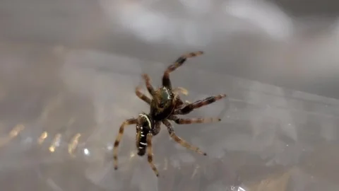 Jumping Spider Crawling: Macro Close-up ... | Stock Video | Pond5