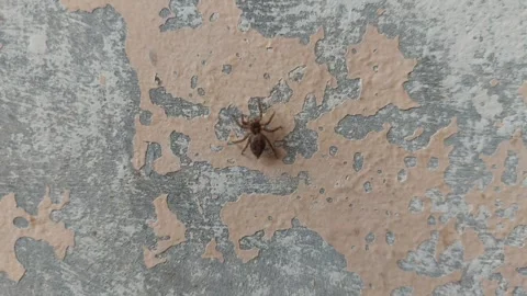 Jumping Spider Crawling up on Wall Video stock 284333501