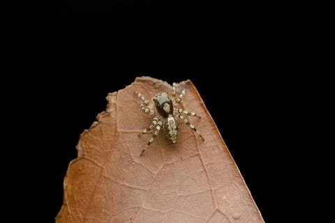 Jumping Spider on Dry Leaf Stock Photos