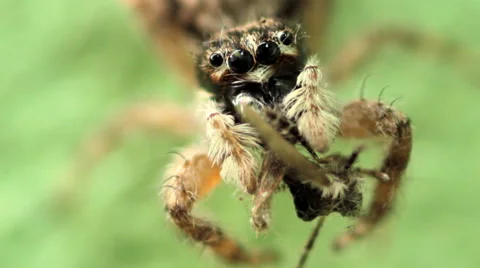 Jumping spider eating fly. Stock Footage 41456516