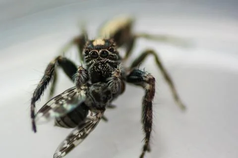 Jumping spider eating a fly, macro Stock Photos