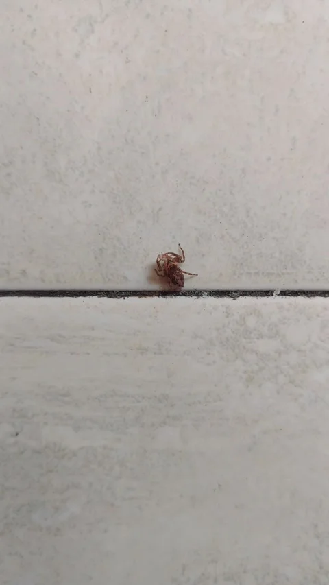 Jumping Spider Eating Something, Vertical Footage Stock Footage 284332945