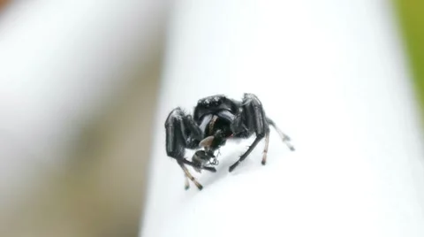 Jumping Spider Eating Wasp Stock Footage 8579202