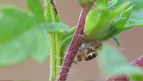 Jumping spider eats a black ant Stock Footage 8926879