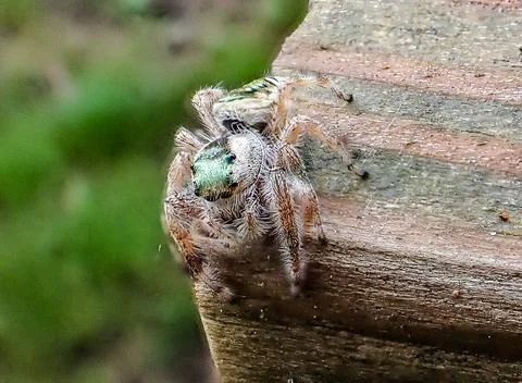 Jumping-spider-on-the-edge Stock-Fotos