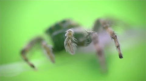 Jumping Spider extreme closeup Stock Footage 67183588