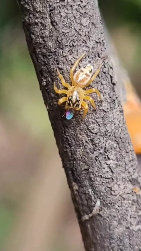 Jumping Spider Feeding on Fly with Iridescent Wings Macro - Vertical Video Stock-Footage 342394665
