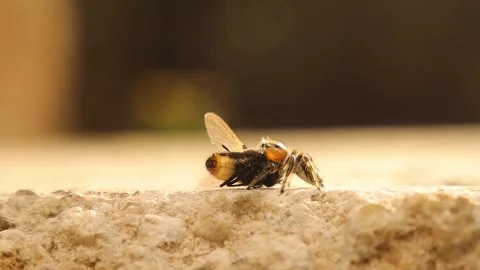 Jumping Spider Feeding on Fly – Macro View of Natural Insect Control Stock Footage 312563659