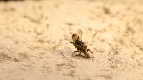 Jumping Spider Feeding on Fly, Macro Predator Behavior and Natural Pest Control Stock Footage 324841567