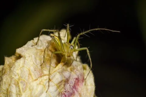 Jumping Spider on Flower Stock Photos