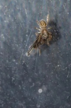 Jumping spider with a fly as prey. Stock Photos